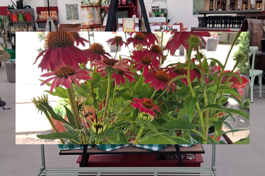 echinacea purpurea a fiore rosa tra le erbacee ornamentali protagoniste dell'estate al garden de la trinità.