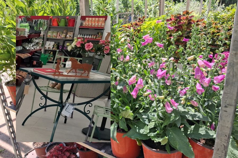 piante di digitalis in fiore accanto a un'esposizione di arredi e complementi per il giardino al garden de la trinità