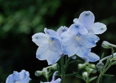 fiori azzurri di Ddelphinium, erbacea ornamentale a fioritura estiva