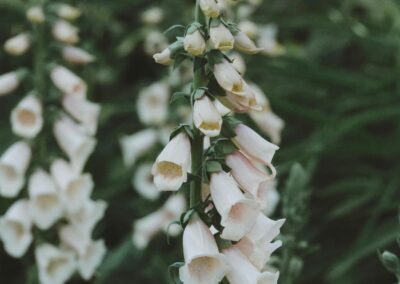 infiorescenza di digitalis purpurea con caratteristiche campane color avorio e rosa tenue