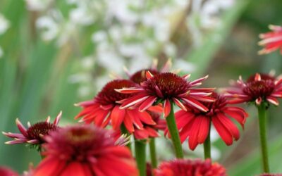 Novità e tendenze per il giardino dell’estate 2026: idee, colori e suggestioni da vivere all’aperto