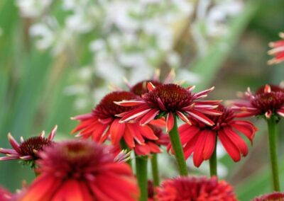 primo piano di echinacea purpurea dai fiori rosso intenso durante la fioritura estiva