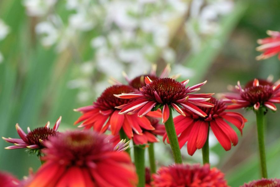primo piano di echinacea purpurea dai fiori rosso intenso durante la fioritura estiva