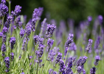 spighe di lavanda viola in piena fioritura durante l'estate