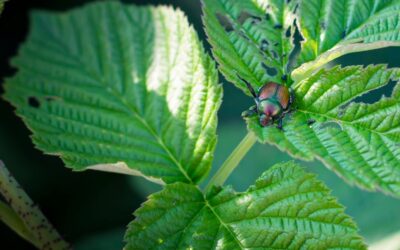 Popillia Japonica: cosa fare per eliminarla con rimedi naturali e biologici