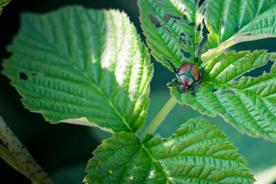 popillia japonica adulta su foglie danneggiate con tipico effetto a scheletro