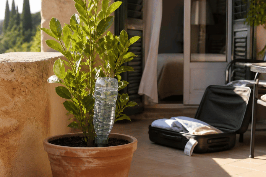 pianta in vaso con bottiglia rovesciata pronta a irrigare il terriccio prima della partenza per le vacanze.