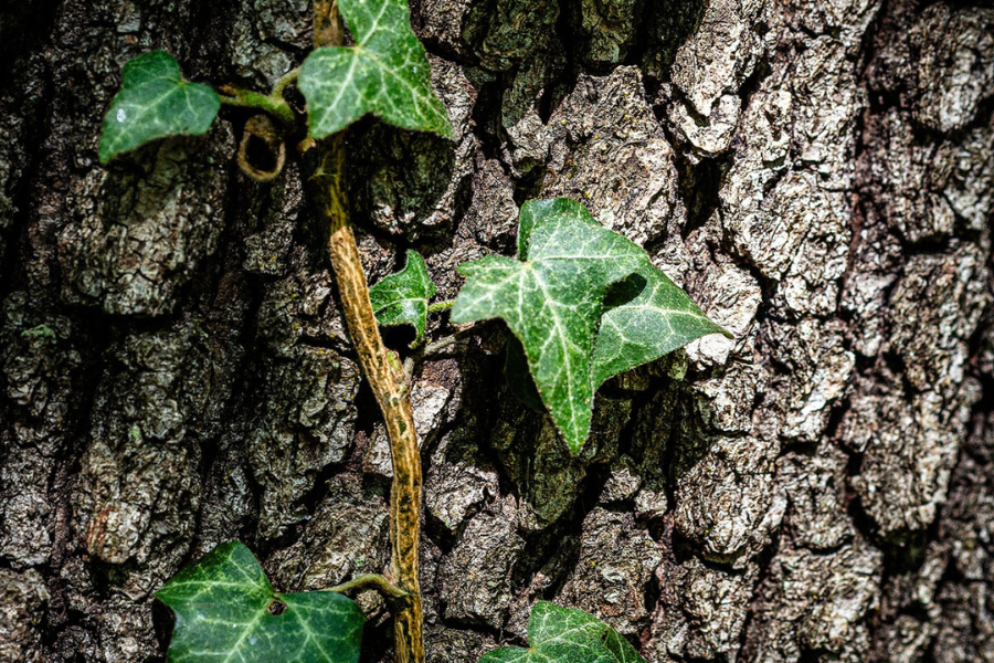 edera che cresce sul tronco di un grande albero nel giardino de la trinità