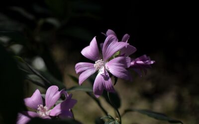 Idee verdi per partire sereni: piante, accessori e piccoli aiuti per le vacanze