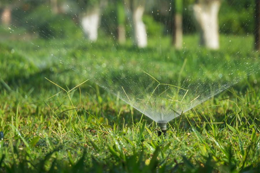 foglie di pesco deformate con bolla del pesco
