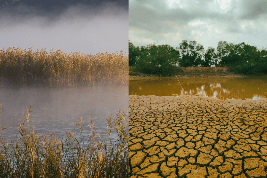 composizione editoriale con canneto sull’acqua e terreno asciutto segnato da profonde crepe