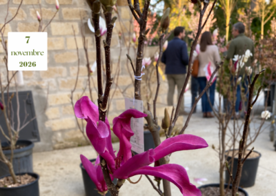 Un fiore di Magnolia viola in primo piano e tre persone che conversano tra le piante sullo sfondo